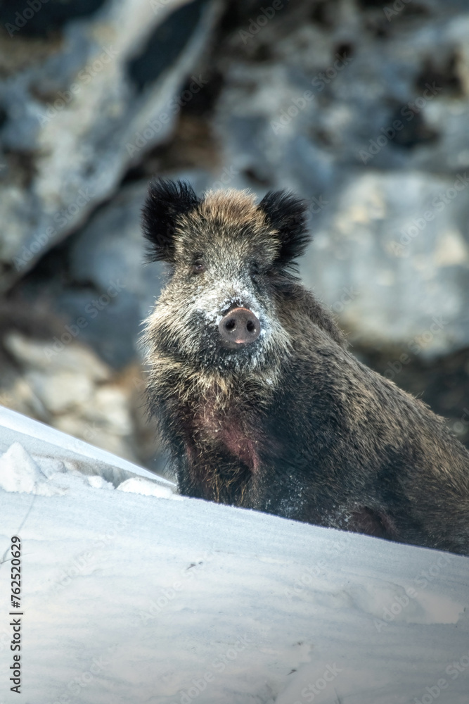 Large wild boar - Sus scrofa - facing deep snow against blurred rock wall background on a winter morning in the Italian Alps. Wild pig with snowy snout.