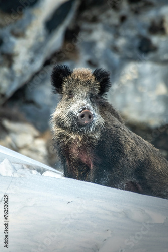 Obraz na płótnie Large wild boar - Sus scrofa - facing deep snow against blurred rock wall background on a winter morning in the Italian Alps. Wild pig with snowy snout.
w salonie