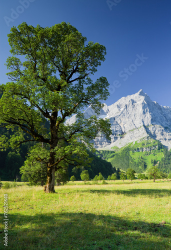   sterreich  Tirol  Karwendel  Gro  er Ahornboden  Spritzkarspitze  Ahorn  Wiese