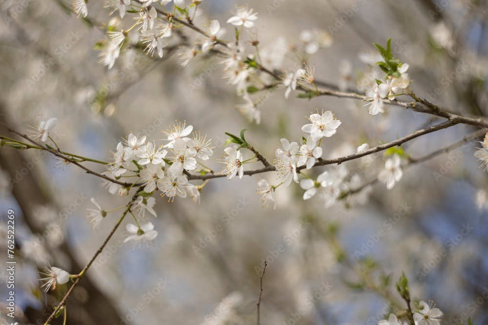 Close Up of Tree With White Flowers Close Up of Tree With White Flowers