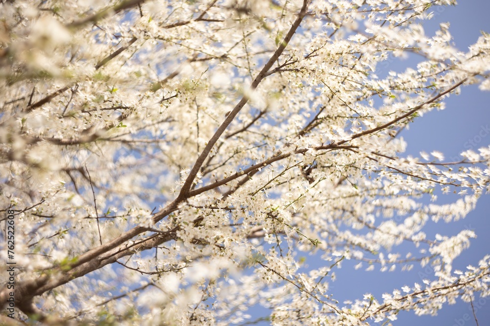 Blossoming Tree Against Blue Sky