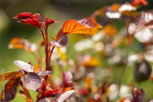 Close-Up of Plant With Red and White Leaves