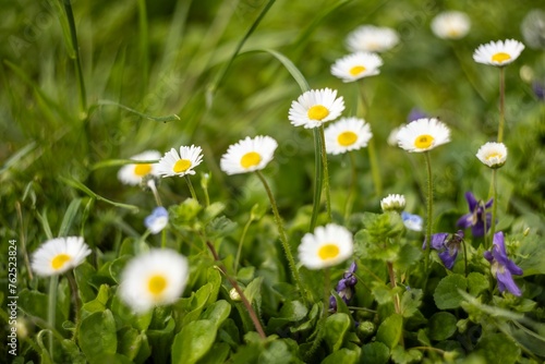 Bunch of Daisies in Po Valley Field