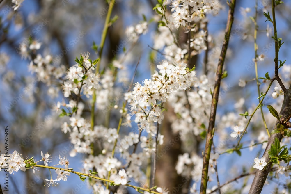 Close Up of White Flowers on a Tree Close Up of White Flowers on a Tree