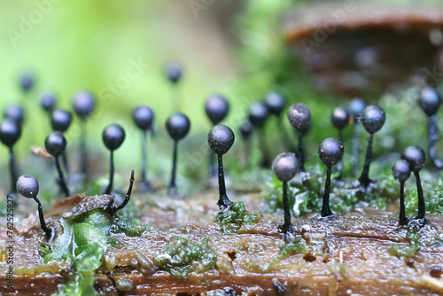 Lamproderma columbinum, a slime mold from Finland, no common English name photo