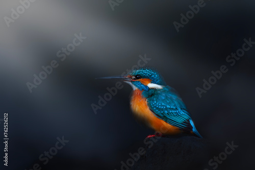Kingfisher. Artistic wildlife photography. Dark nature background. 