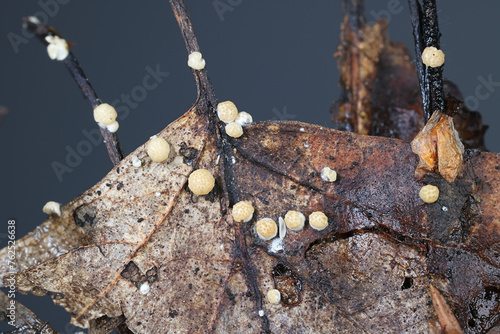 Trichoderma foliicola, also called Hypocrea foliicola, anamorphic fungus from Finland growing on leaf litter, no common English name photo