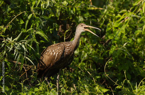 A limpkin calling in the wetlands with its beak open and tongue out.  photo