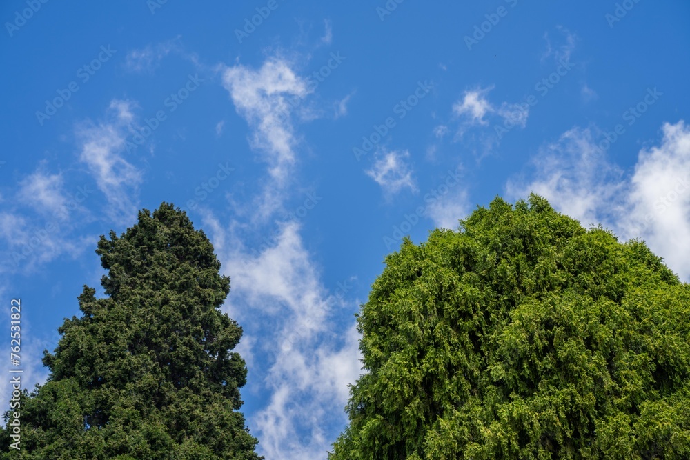 looking up at trees in a park in australia with a blue sky above