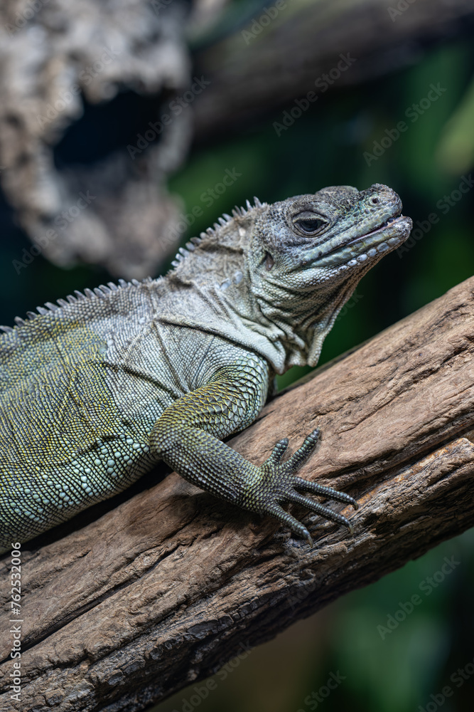 Agama weber's lizard on a trunk. Agama weber's lizard on a trunk.