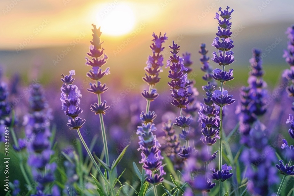 Obraz premium Purple flowers in the field with the sun behind them