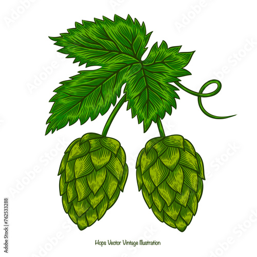 hops beer illustration. Hops herb plant for brewery of beer. Engraving vintage sketch vector illustration. Branch of hop