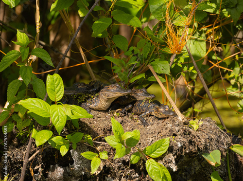 Four baby alligators sunning in a wetland.  © Linda