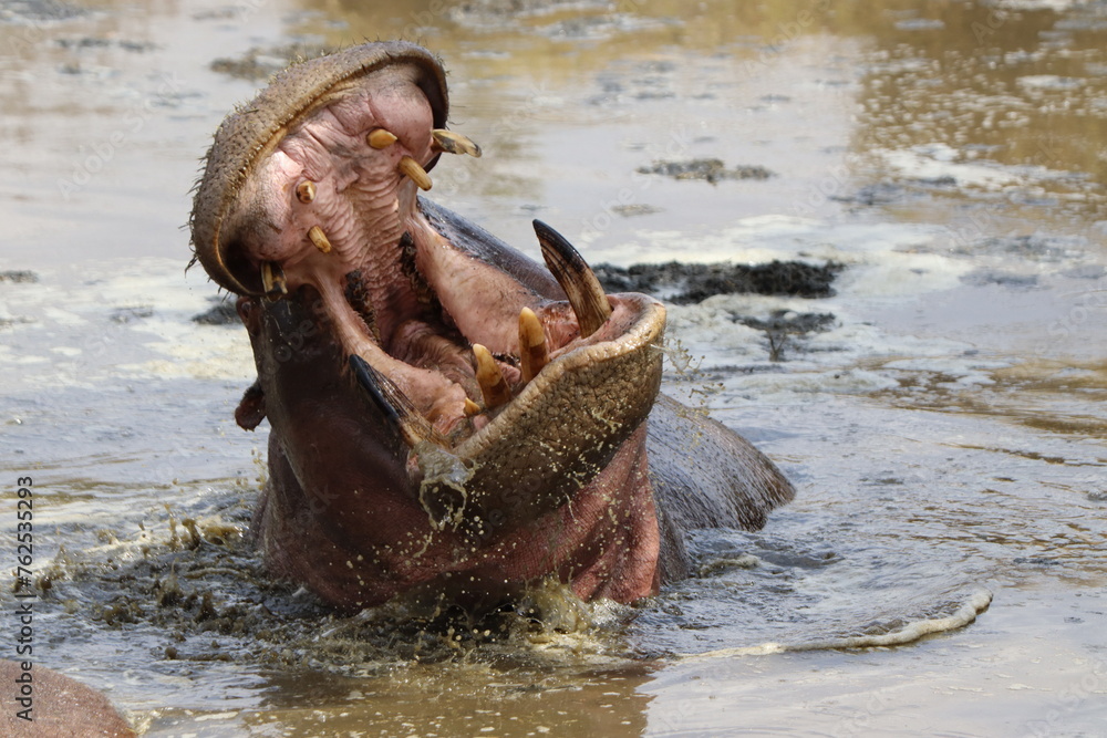 Fototapeta premium Hippo in the water