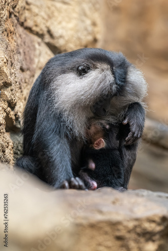 A female macaque lion feeding a cub. photo