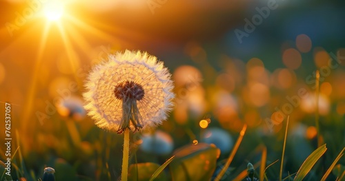 The Harmonious Blend of Dandelion  Sunset  and Spring in the Heart of the Meadow
