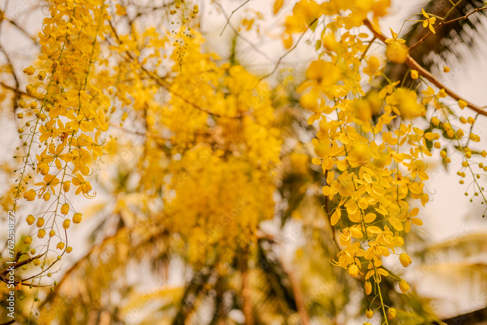 Cassia fistula Kani Konna flower photo for Kerala festival vishu celebration Cassia fistula Kani Konna flower photo for Kerala festival vishu celebration