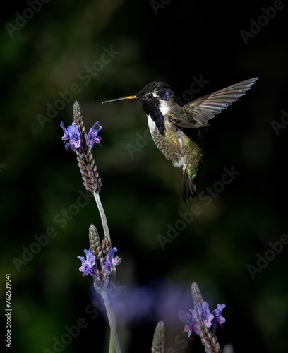 Costas hummingbird hovering over a lavender flower