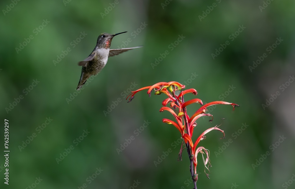 Fototapeta premium Anna's Hummingbird hovering near orange flowers at UCR botanic gardens