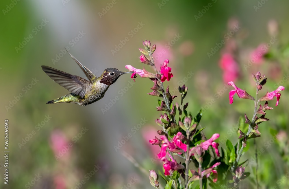Fototapeta premium hummingbird on a flower up close