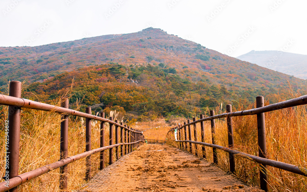 Landscape view of coloful leaf during autumn season in Gwangju, South Korea. 