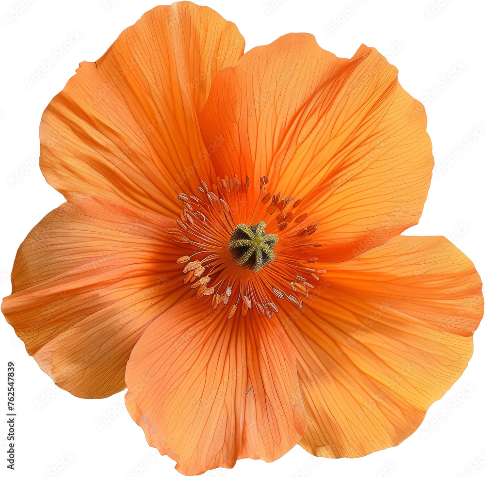 Vibrant orange flower, cut out transparent Vibrant orange flower, cut out transparent