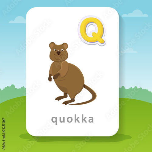 Funny quokka is a cartoon flat vector illustration isolated on a bright background. The animal is a macropod. Cute children's character for alphabet, postcards, poster