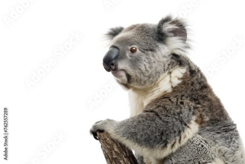 koala bear is sitting and laughing