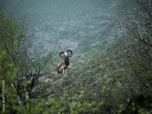 Obraz na plátně mouflons in the mist of the chartreuse massif