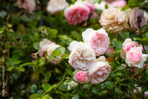 roses arch in a garden with a mother and child walking through it