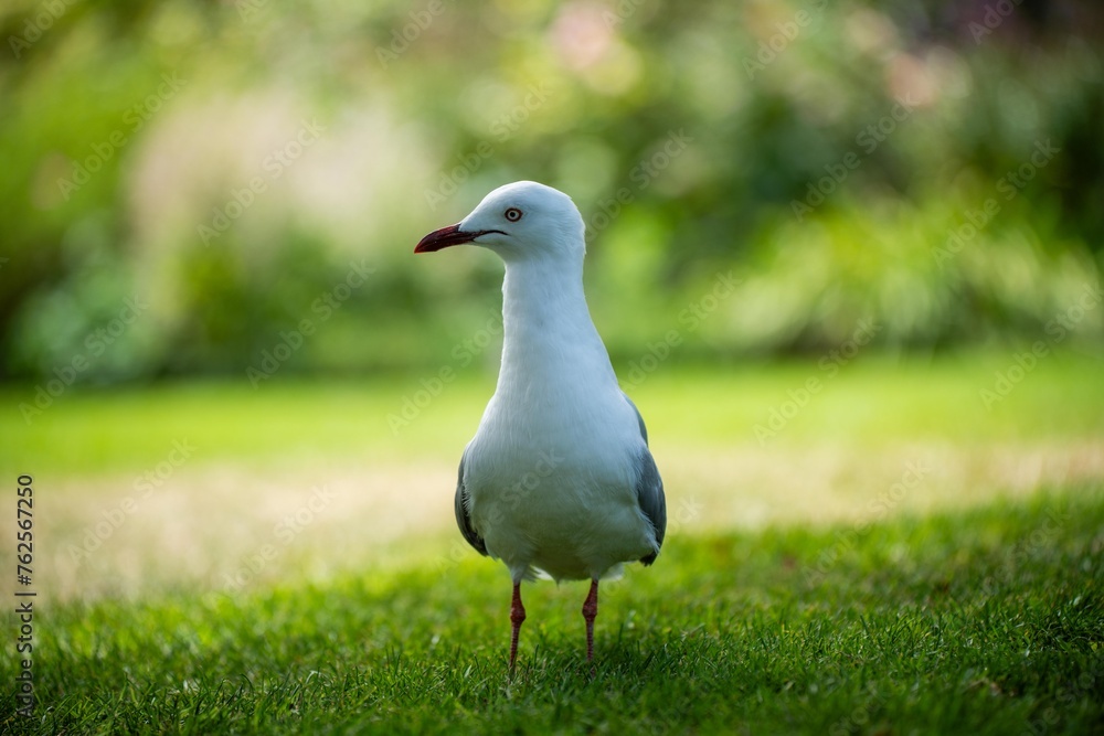 beautiful seagull portrait in a park in australia beautiful seagull portrait in a park in australia