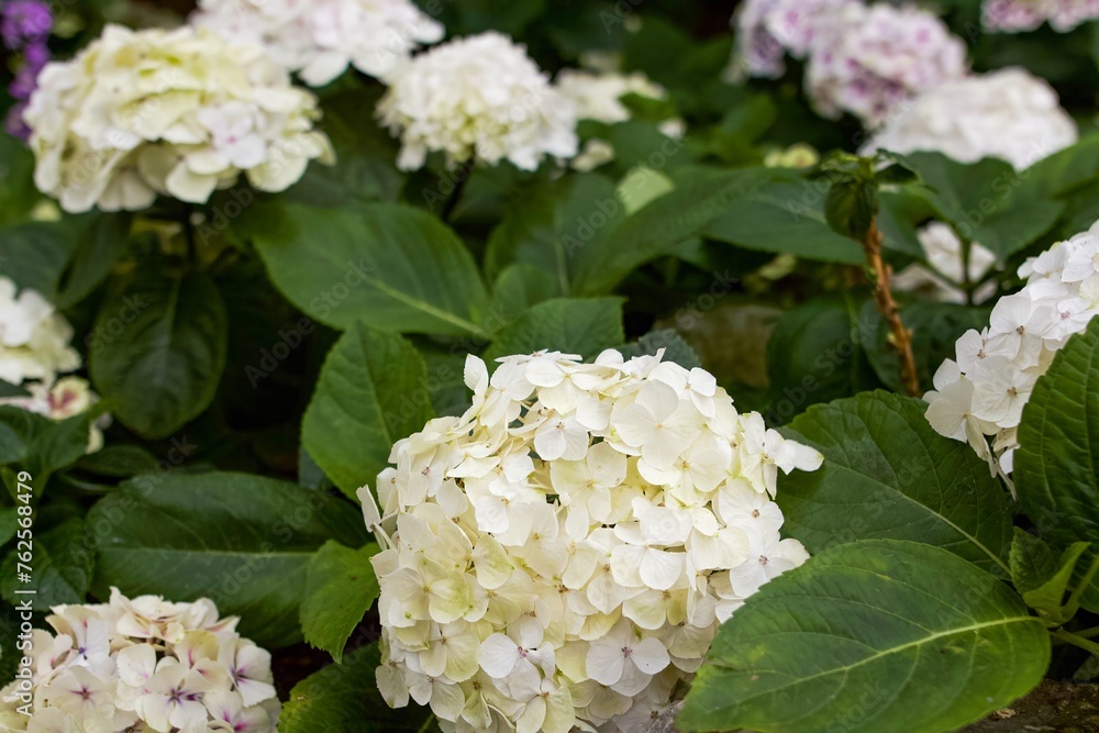 white hydrangea in a bed of leaves, natural flowers, calm and simple white hydrangea in a bed of leaves, natural flowers, calm and simple