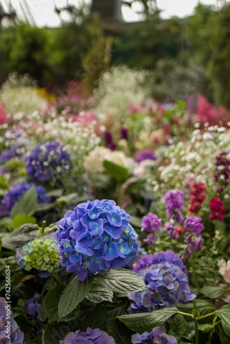 Colourful hydrangeas in botanical garden, soft lighting on blue and purple flowers 