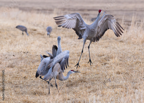 Migrating Greater Sandhill Cranes in Monte Vista, Colorado