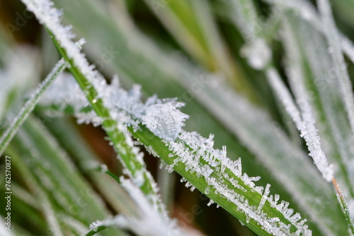Macro photography of a frosty grass
