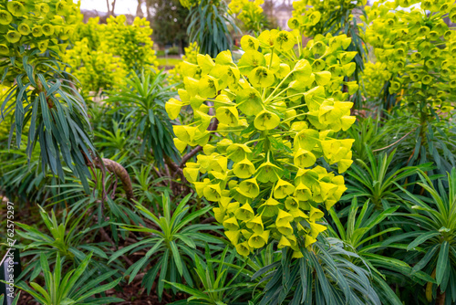 Euphorbia characias, the Mediterranean spurge or Albanian spurge is  in the family Euphorbiaceae . photo