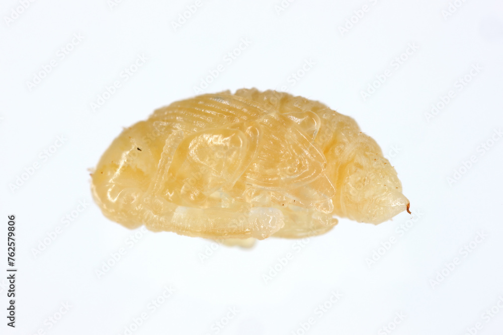 Pear weevil or pear blossom weevil (Anthonomus piri). A pest of pear trees that destroys buds. Pupa removed from the flower bud of pear tree. Pear weevil or pear blossom weevil (Anthonomus piri). A pest of pear trees that destroys buds. Pupa removed from the flower bud of pear tree.