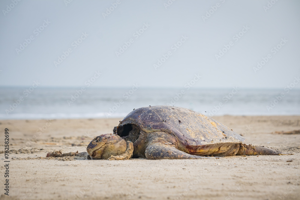 Dead turtle carcass washed ashore on sea beach. The species is of olive Ridley turtle which comes for nesting or arribada and killed by fishing trawlers. Body is decomposing or rotting with time. 