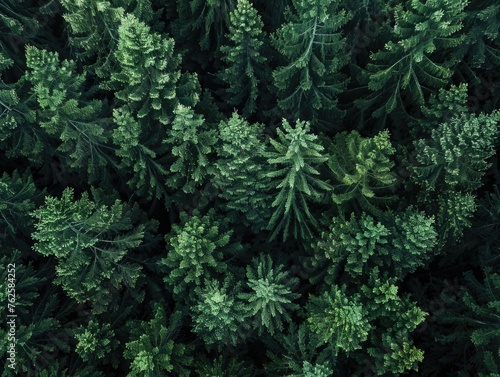 An aerial view of a dense  green forest with a multitude of coniferous trees. The perspective gives a sense of the forest s vastness and the lushness of the trees