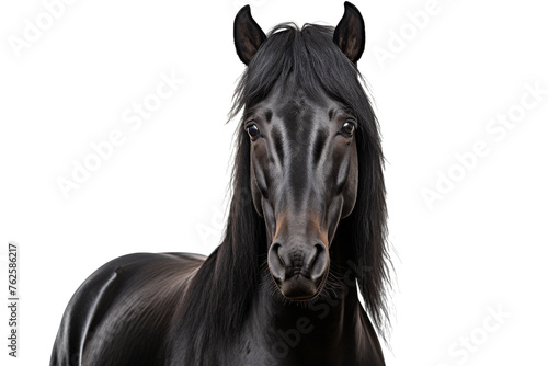 Noir Mare Isolated on Transparent Background PNG format photo