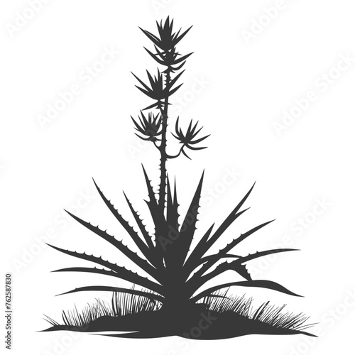 Silhouette Aloe vera tree in the ground black color only