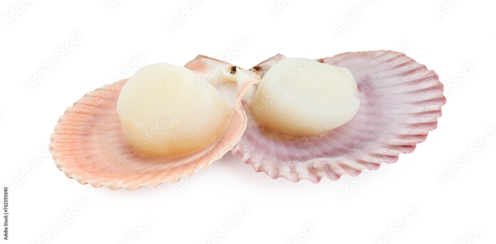 Fresh raw scallops in shells isolated on white