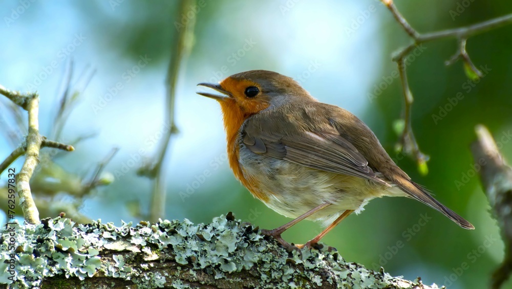 Oiseaux divers Oiseaux divers