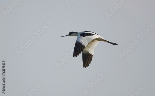A pied avocet, recurvirostra avosetta, in flight at a nature reserve in the UK. 