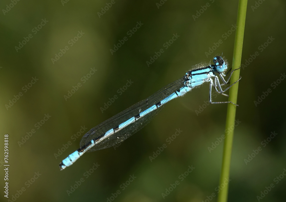 A common blue damselfly, enallagma cyathigerum, resting on grass on a riverbank. A common blue damselfly, enallagma cyathigerum, resting on grass on a riverbank.