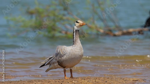 Bar-headed Goose (Anser indicus) Immigrate to escape the cold to Thailand, Bueng Boraphet, Nakhon Sawan Province. photo