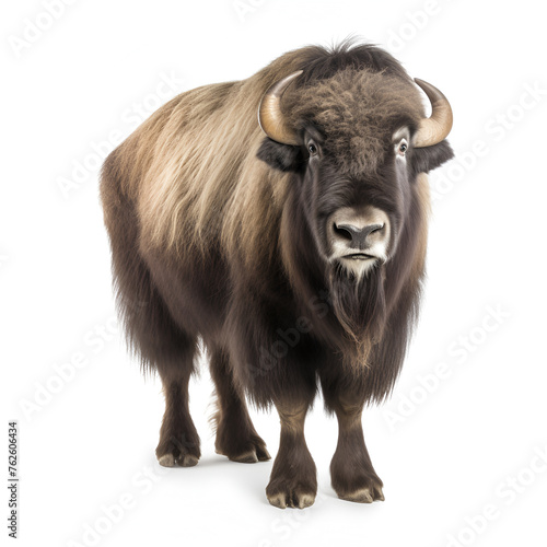 Bison in front of a white background