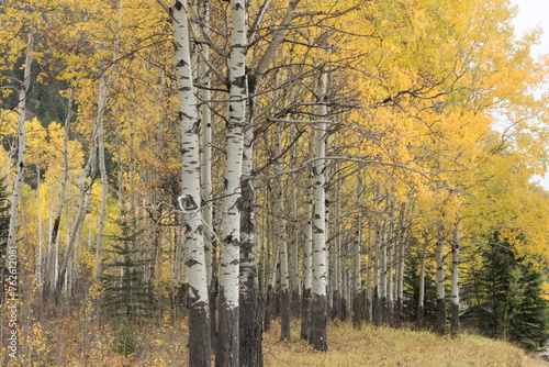 the colorful birch forest in the autumn