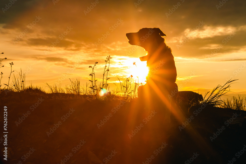 Sylwetka psa rasy Border Collie o zachodzie słońca - obrazy, fototapety, plakaty 