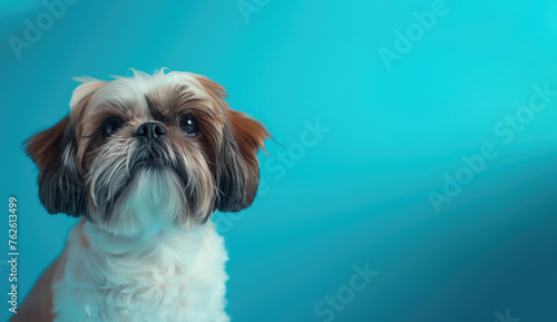 Shih Tzu Dog Looking Up Sitting On a Blue Background, Copy Space, Studio Photo, Dogs Care Products Advertising